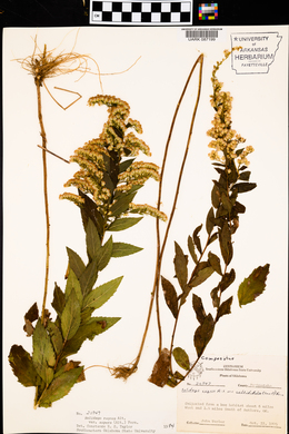 Solidago rugosa subsp. aspera image