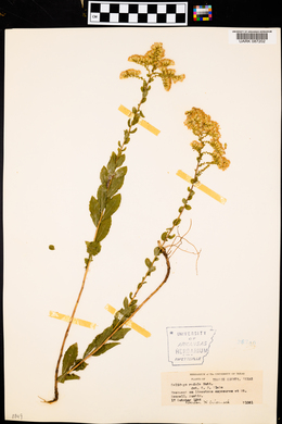 Solidago radula image