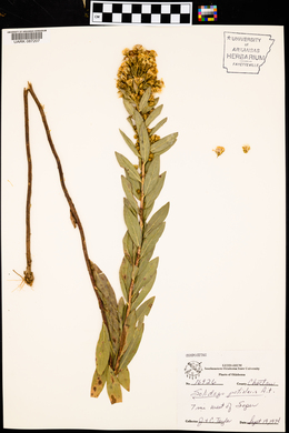 Solidago petiolaris image