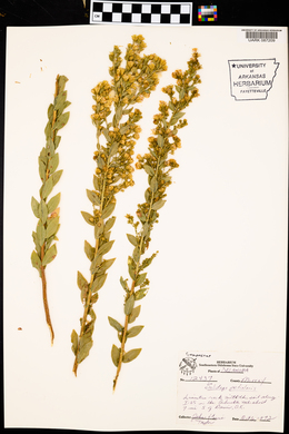 Solidago petiolaris image