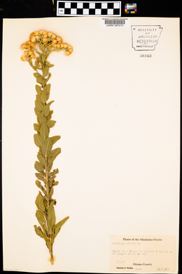 Solidago rigida image