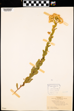 Solidago rigida image