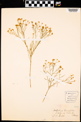 Solidago tenuifolia image