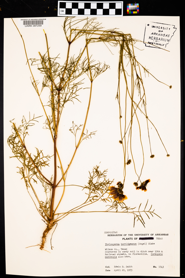 Thelesperma burridgeanum image