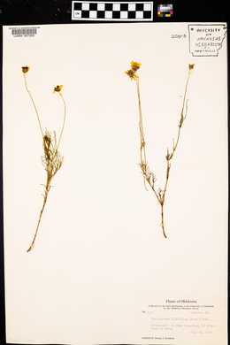 Thelesperma filifolium image