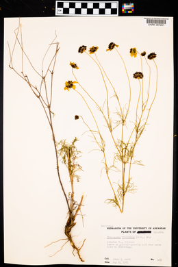 Thelesperma filifolium image