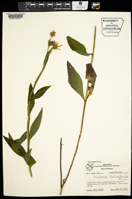 Verbesina helianthoides image