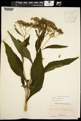 Verbesina virginica image