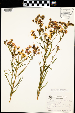 Vernonia texana image