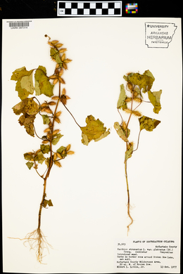 Xanthium strumarium var. glabratum image