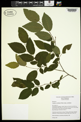 Carpinus caroliniana subsp. caroliniana image