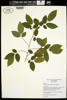 Carpinus caroliniana subsp. caroliniana image