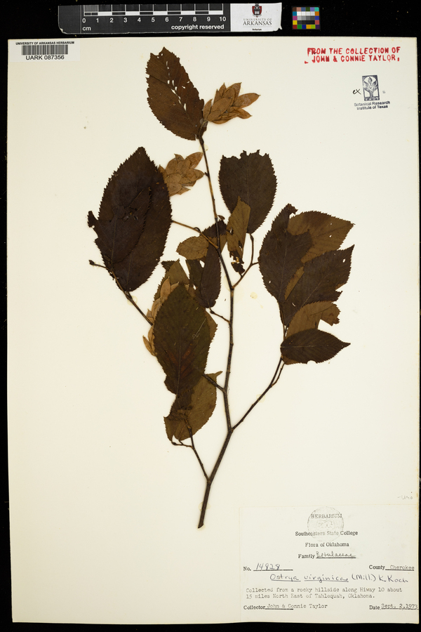 Ostrya virginica image