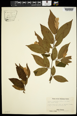 Ostrya virginiana var. lasia image