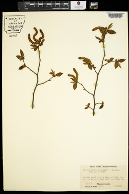 Ostrya virginiana var. lasia image