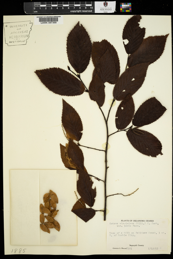 Ostrya virginiana var. lasia image