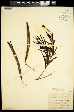 Chilopsis saligna image