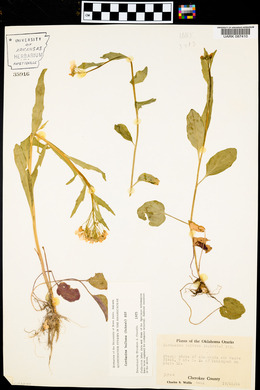 Cardamine bulbosa image