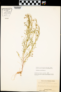 Cardamine parviflora image