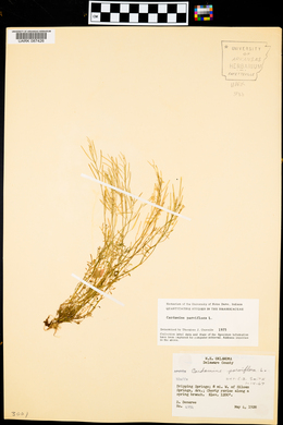 Cardamine parviflora image