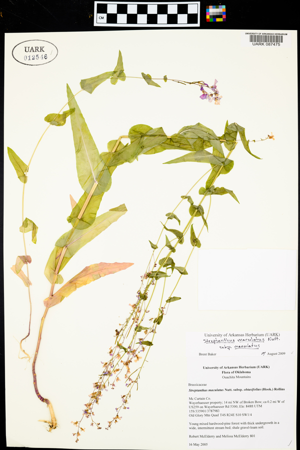 Streptanthus maculatus image