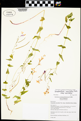 Streptanthus maculatus subsp. maculatus image