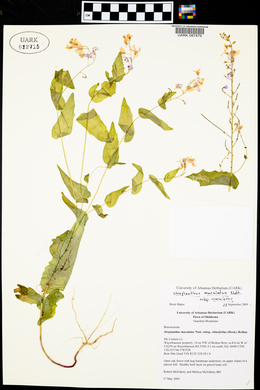 Streptanthus maculatus image