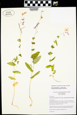 Streptanthus maculatus image