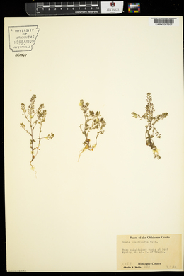 Draba brachycarpa image