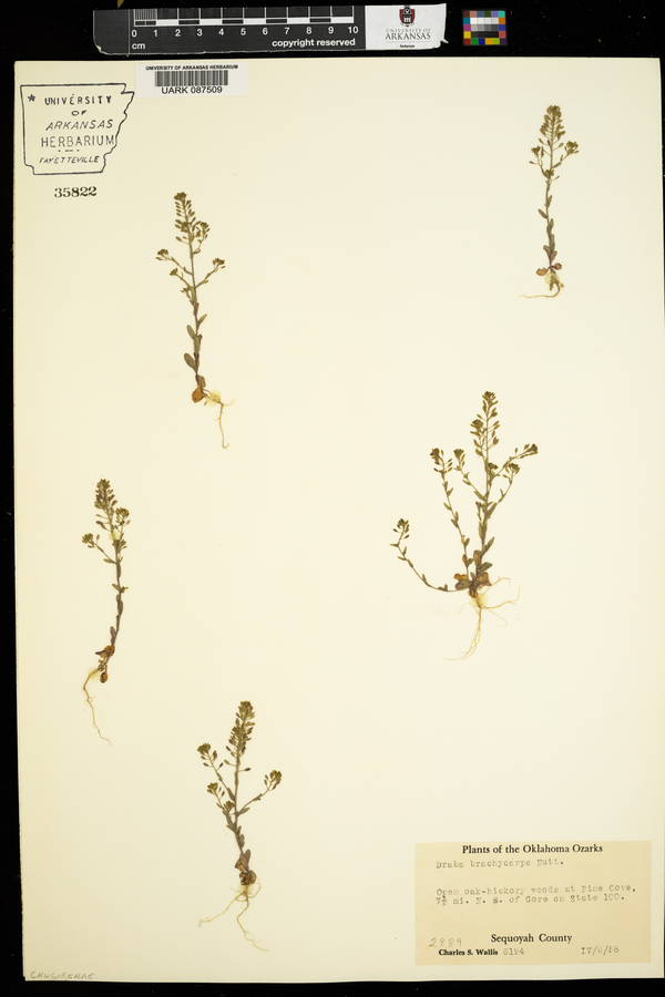 Draba brachycarpa image