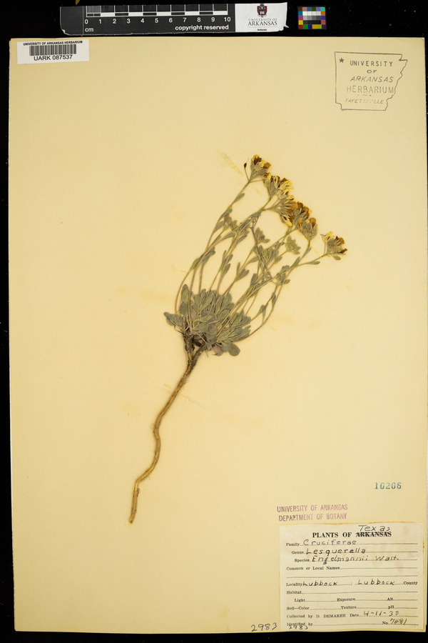 Physaria engelmannii image