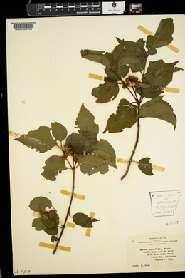 Cornus asperifolia image