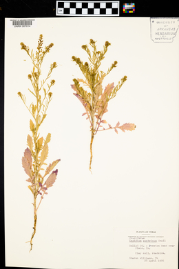 Lepidium austrinum image