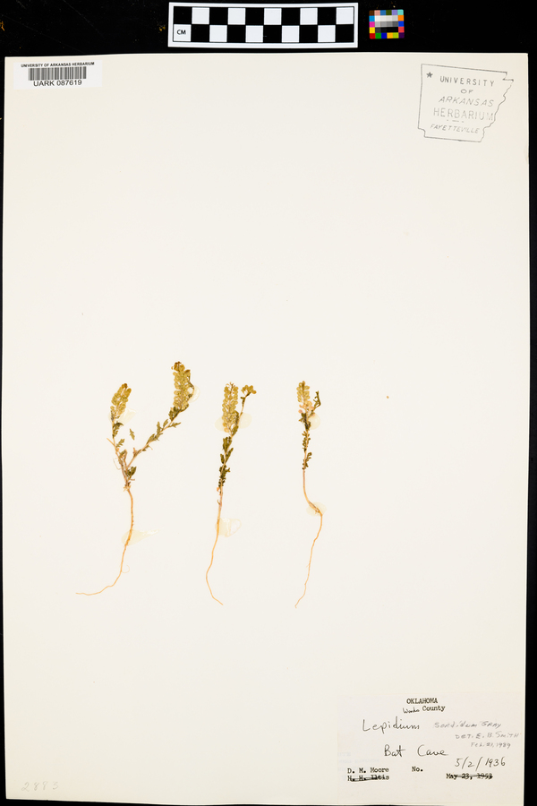 Lepidium sordidum image