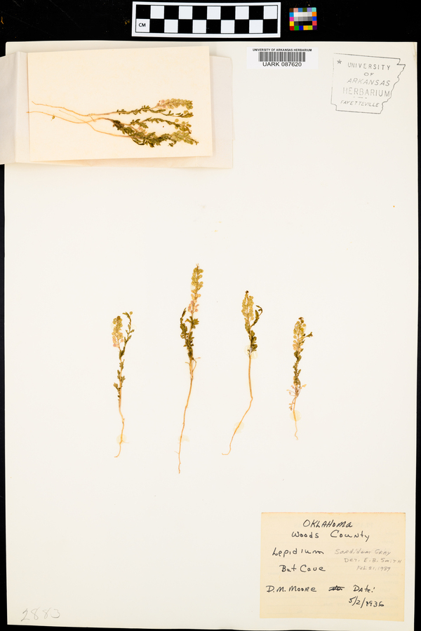 Lepidium sordidum image