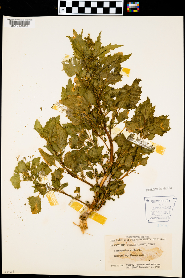 Chenopodium opulifolium image