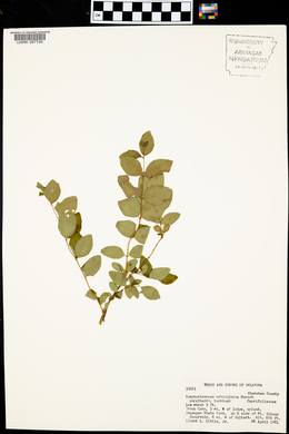 Symphoricarpos orbiculatus image