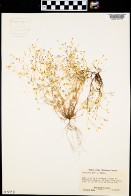 Arenaria patula image