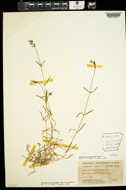 Minuartia muriculata image