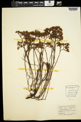 Paronychia dichotoma image