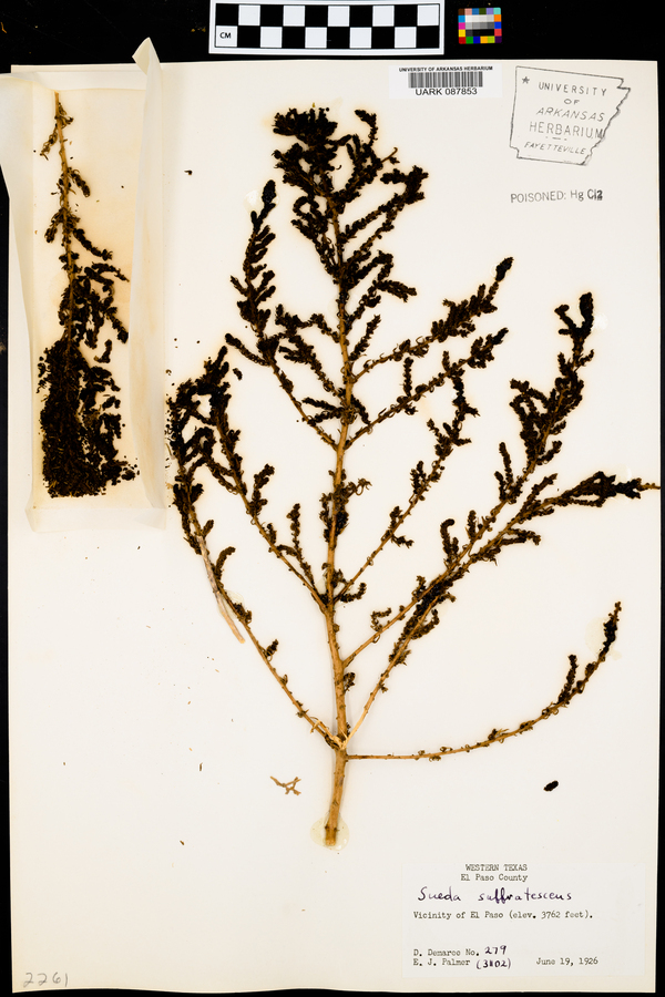 Suaeda suffrutescens image