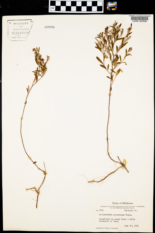Helianthemum georgianum image