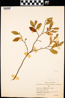 Vaccinium melanocarpum image