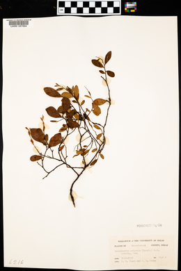 Batodendron arboreum image