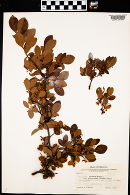 Vaccinium arboreum var. glaucescens image