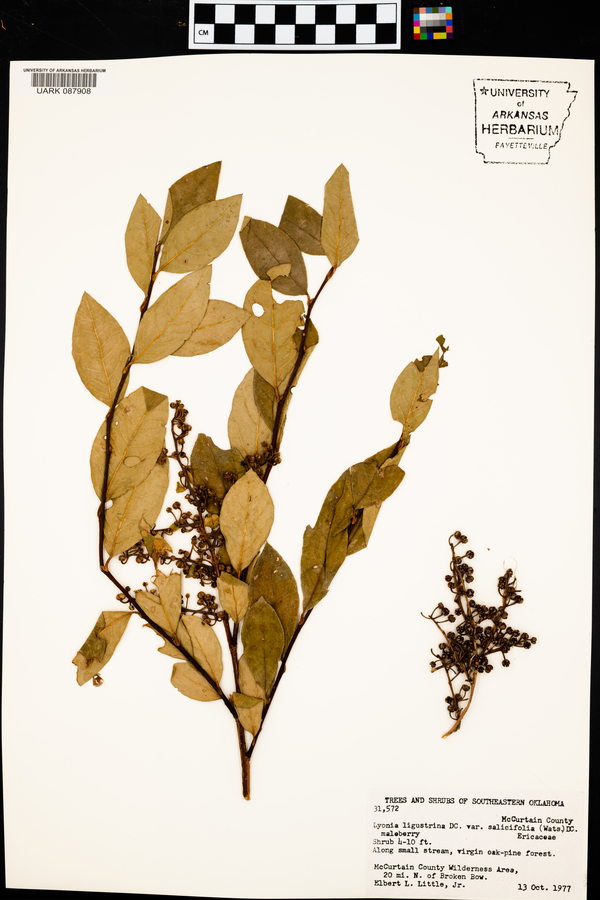 Lyonia ligustrina var. salicifolia image