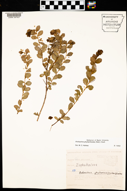 Andrachne phyllanthoides image