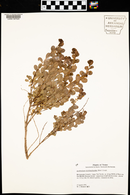 Andrachne phyllanthoides image