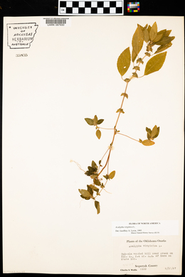 Acalypha virginica image