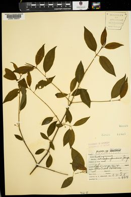 Euonymus atropurpureus image